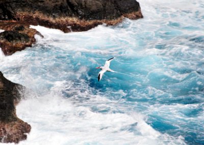 Red-billed Tropicbird3