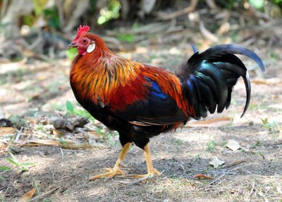Jungle fowl