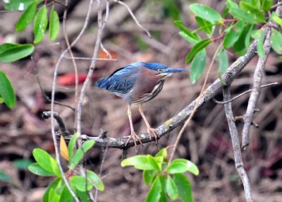 Green Heron