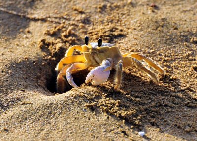 Blue Waters Crab