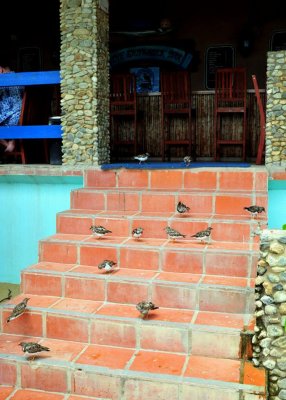Ruddy Turnstones on the steps