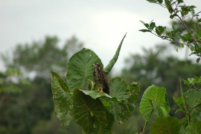 Snail kite