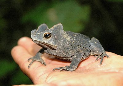 Crested forest toad