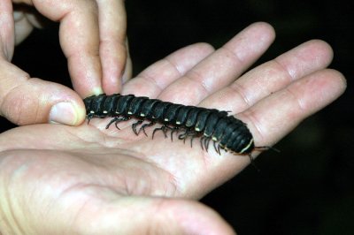 Centipede