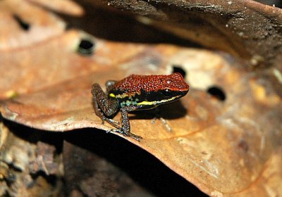 Poison-arrow frog