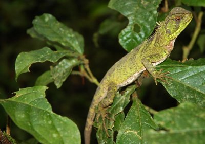 Amazonian forest dragon