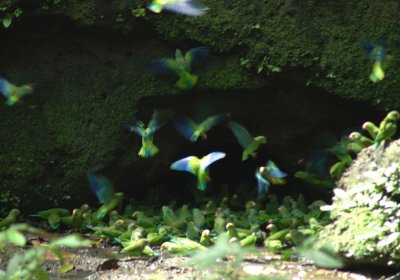 Cobalt-winged parakeets3