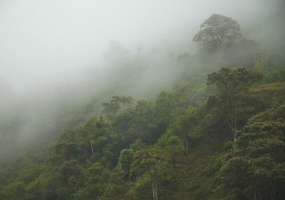 Cloud Forest