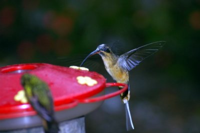 Tawny bellied Hermit