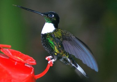 Collared Inca