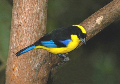 Blue-winged Mountain Tanager