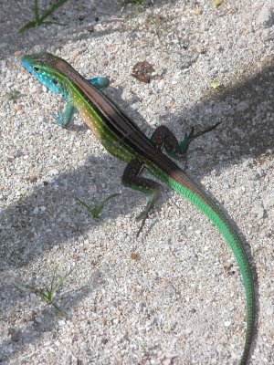 Roatan Lizard