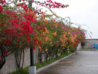 Bouganvillea