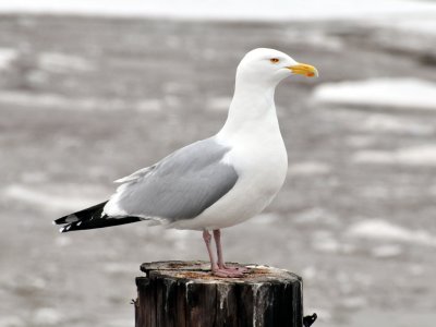Herring Gull in Two Rivers Harbor