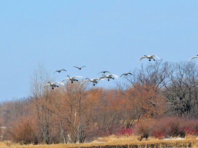 Tundra swans Fond du Lac County WI