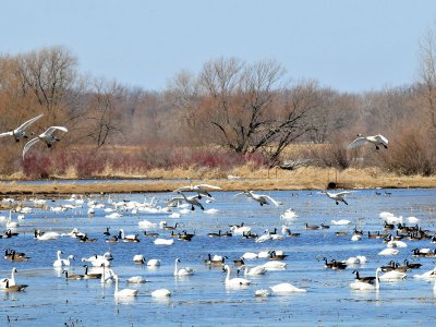 Tundra swans in field