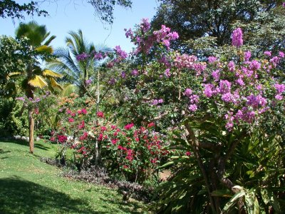 Flowers on grounds