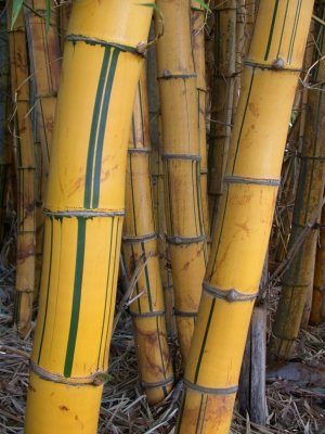 Bamboo