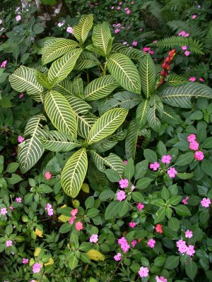 Villa Blanca flowers