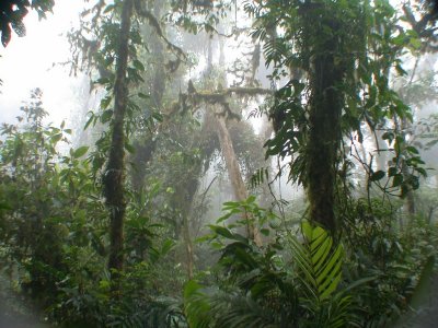 Los Angeles cloud forest