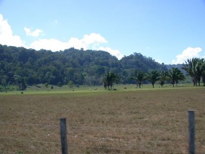 Pasture