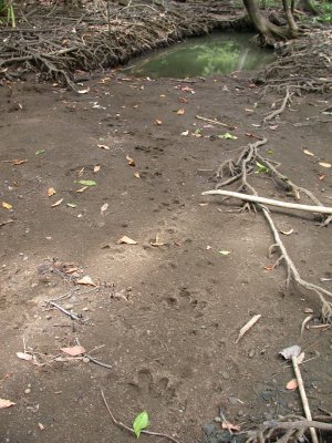 Tapir tracks