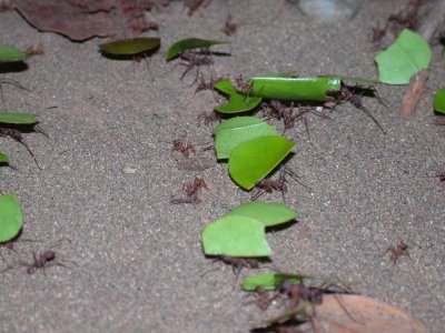Leaf-cutting ants