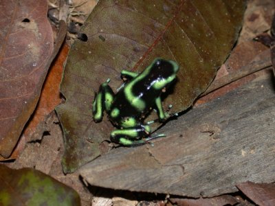 Poison arrow frog