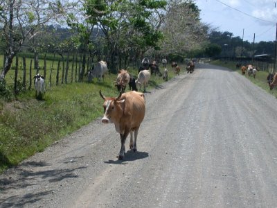 Cows on road