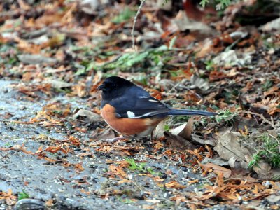 Eastern towhee April 6 2008