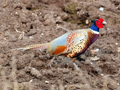 Ring-necked Pheasant  Manitowoc County