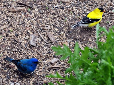 Bunting  Goldfinch.JPG