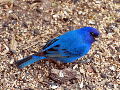 Indigo bunting1.jpg