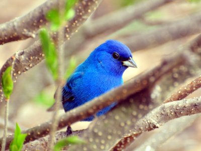 Indigo bunting2.JPG