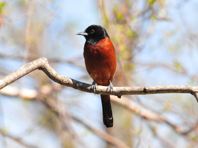 Orchard oriole2.JPG