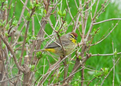 Palm warbler2.JPG