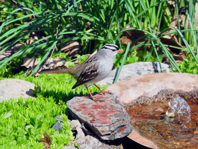 White-crowned sparrow1.jpg
