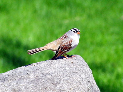 White-crowned sparrow2.JPG
