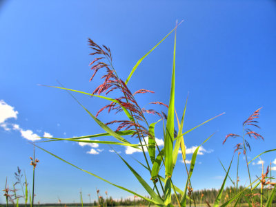 Shore grass