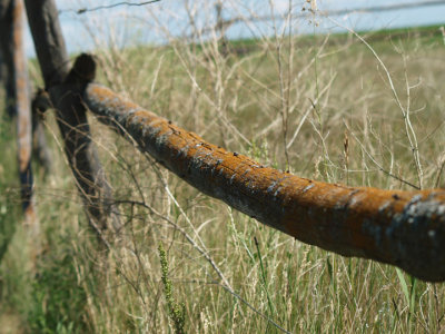 I'm lichen this fence