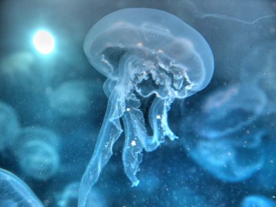Jellyfish 3184