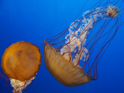 Jellyfish 3994