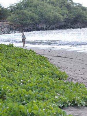 Maui 2501