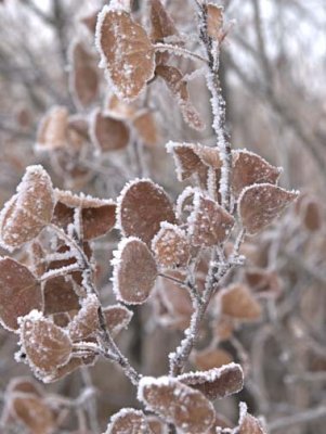 Frosty leaves 4208