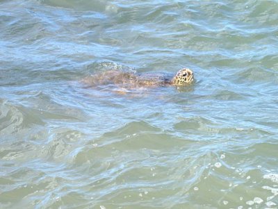 Sea turtle 3004