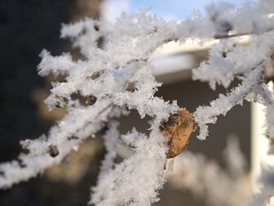 Nature 4003