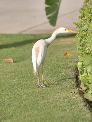 Nature 2424
