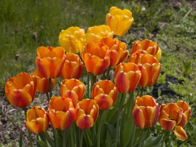 Tulips 6968