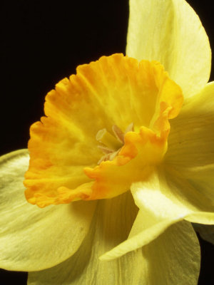 Daffodil #2