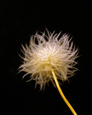 Prairie crocus seed stage